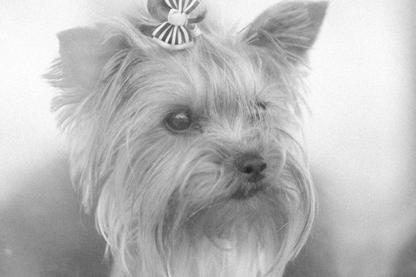 Stérilisation canine : questions fréquemment posées