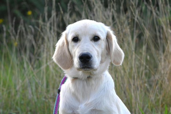 Les différentes espèces de puces qui affectent les chats