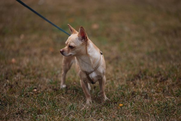 Parole à l'expert : ce que les vétérinaires disent des friandises pour chiens