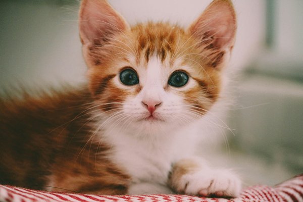 Vente de chatons gratuits : adoptez votre compagnon idéal !